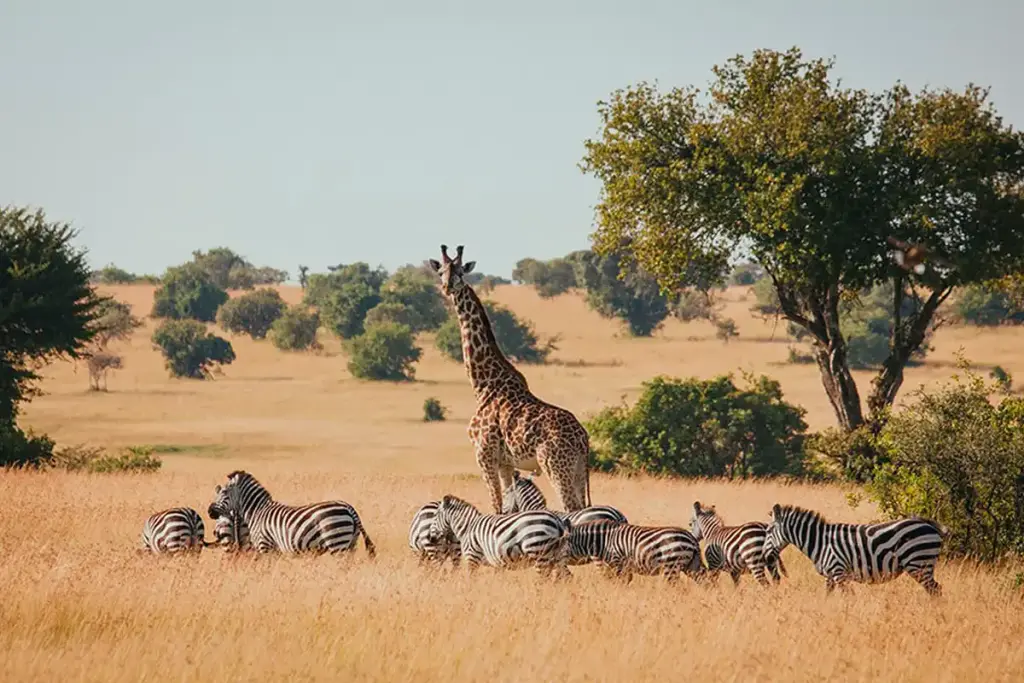 A giraffe and a herd of zebras among acacia trees on the savannah