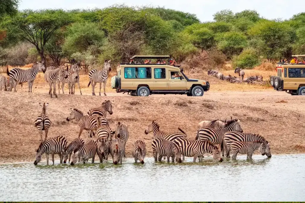 A safari vehicle watching zebras drink at a waterhole