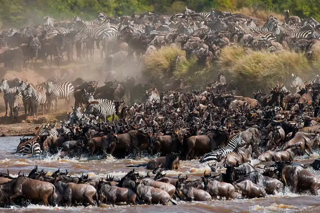 Wildebeest and zebras crowding a riverbank during the Great Migration