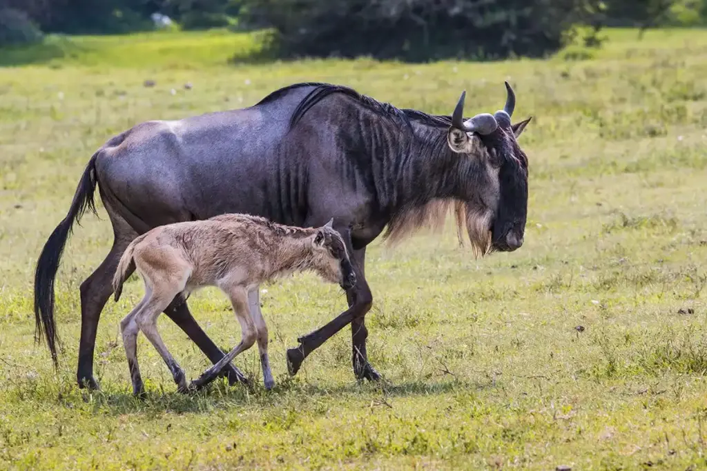 A wildebeest mother walking with her newborn calf