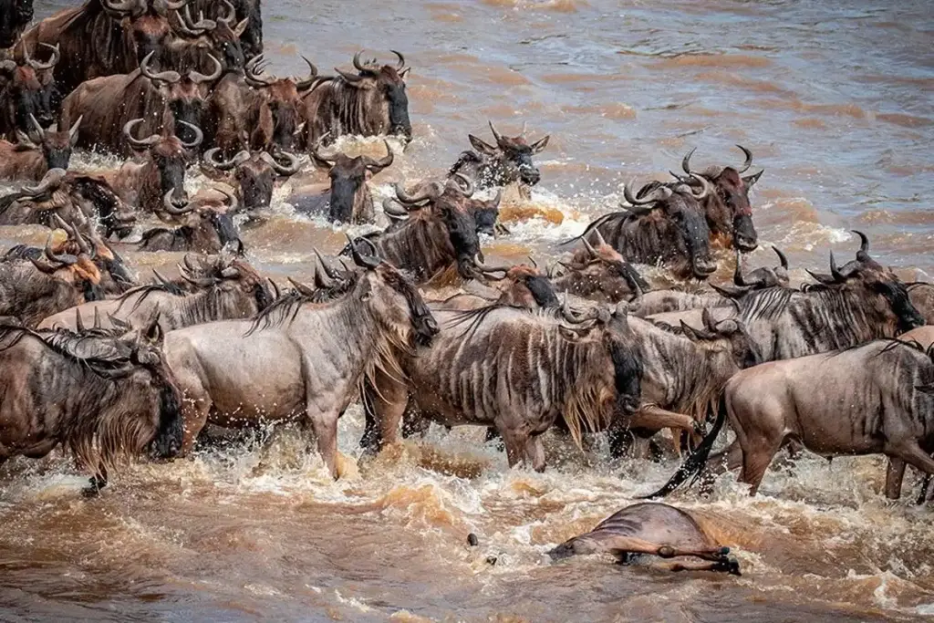 Wildebeest plunging across a river during the Great Migration