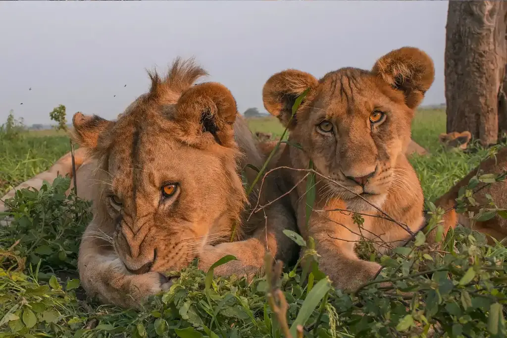 Two young lions resting together in the grass