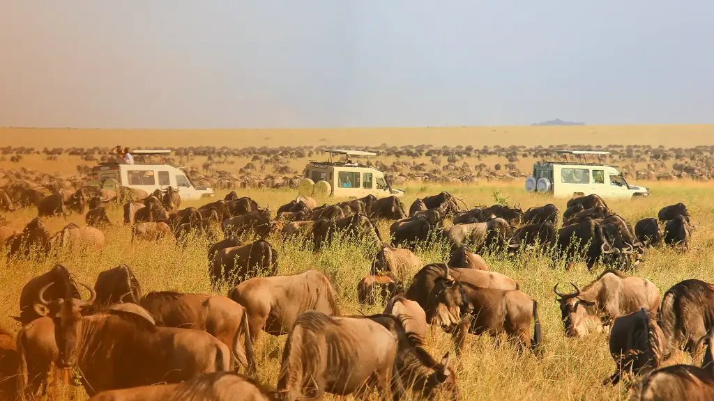 Safari vehicles among the wildebeest herds of the Great Migration
