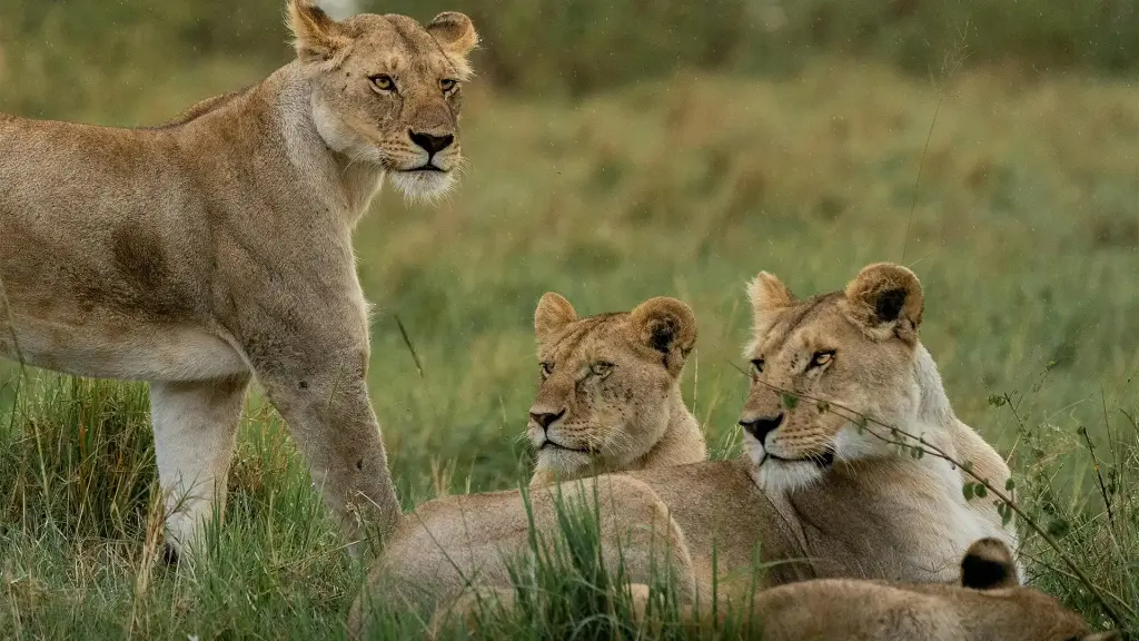 Three lionesses resting in the long grass