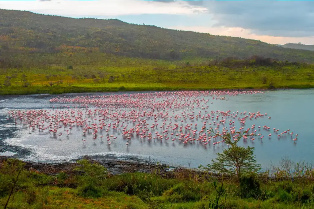 Flamingos on a lake below green hills in Arusha National Park