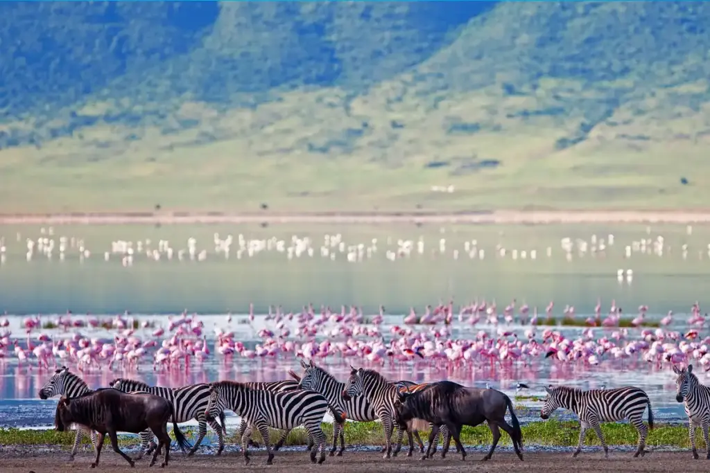 Flamingos, zebras and wildebeest on the floor of the Ngorongoro Crater