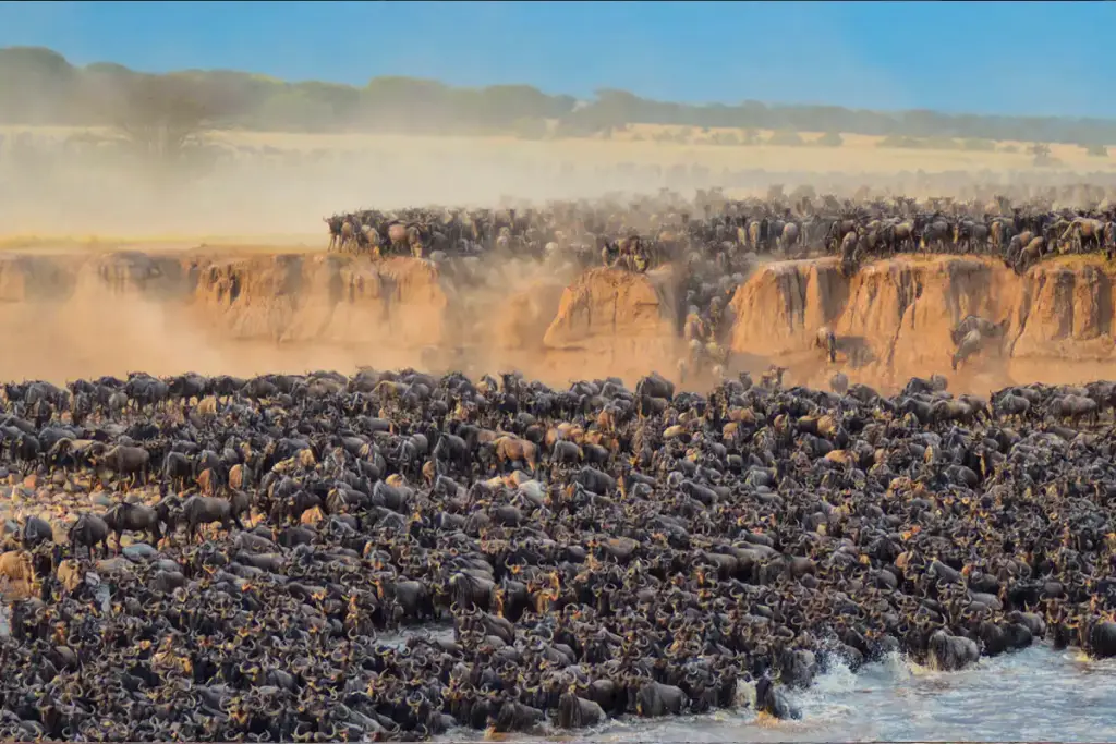 Vast herds of wildebeest gathering at a river during the Great Migration