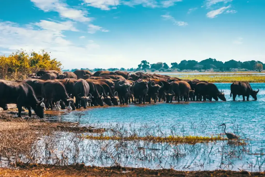 A herd of buffalo at the water’s edge in Lake Manyara National Park