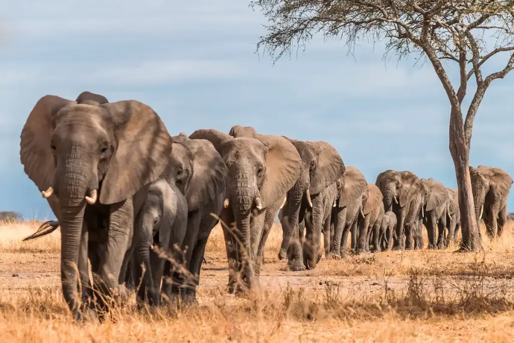 A family of elephants walking under acacia trees in Tarangire