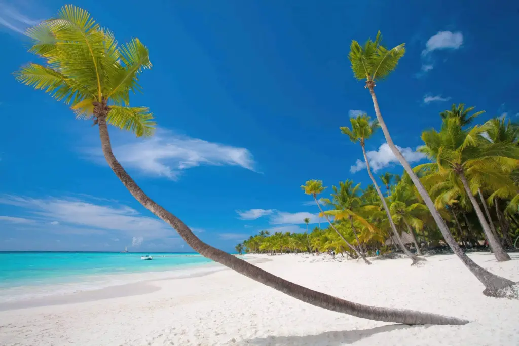 A palm tree arching over Nungwi Beach, Zanzibar