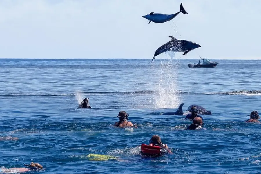 Dolphins leaping near swimmers off the Zanzibar coast