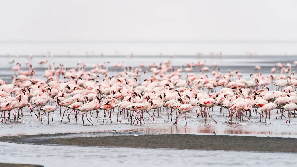 Lake Natron