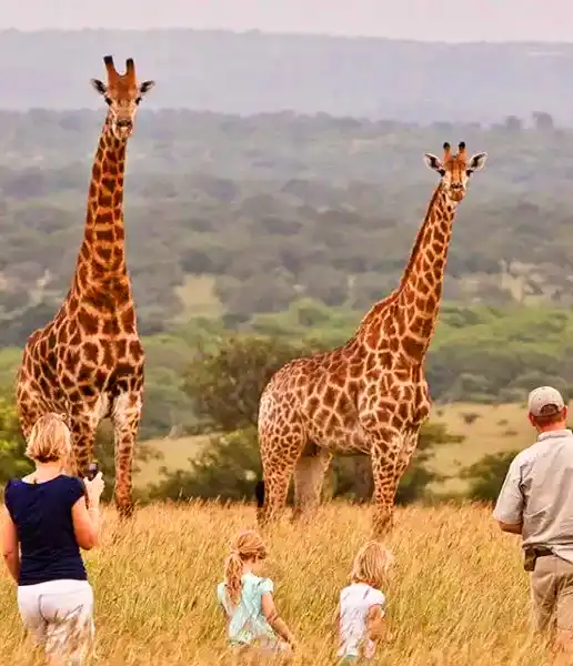 A family with their guide watching two giraffes up close