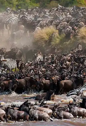 Wildebeest and zebras crowding a riverbank during the Great Migration