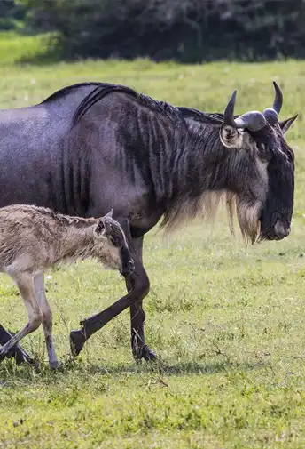 A wildebeest mother walking with her newborn calf