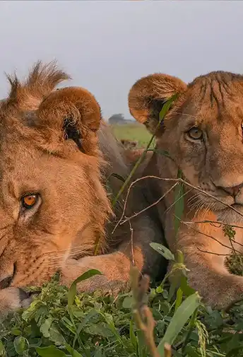 Two young lions resting together in the grass